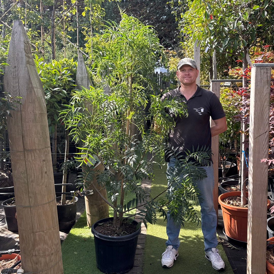 Sorbus 'Dodong' C45 Multistem 150/175