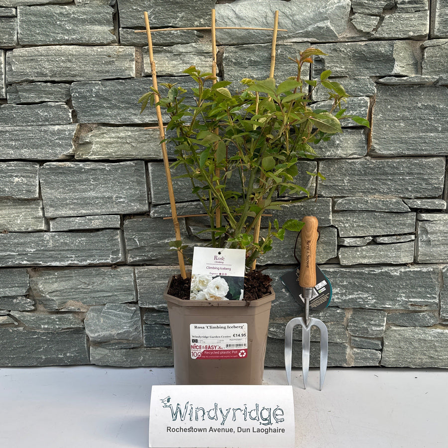 Rosa 'Climbing Iceberg' - Roses - Windyridge Garden Centre