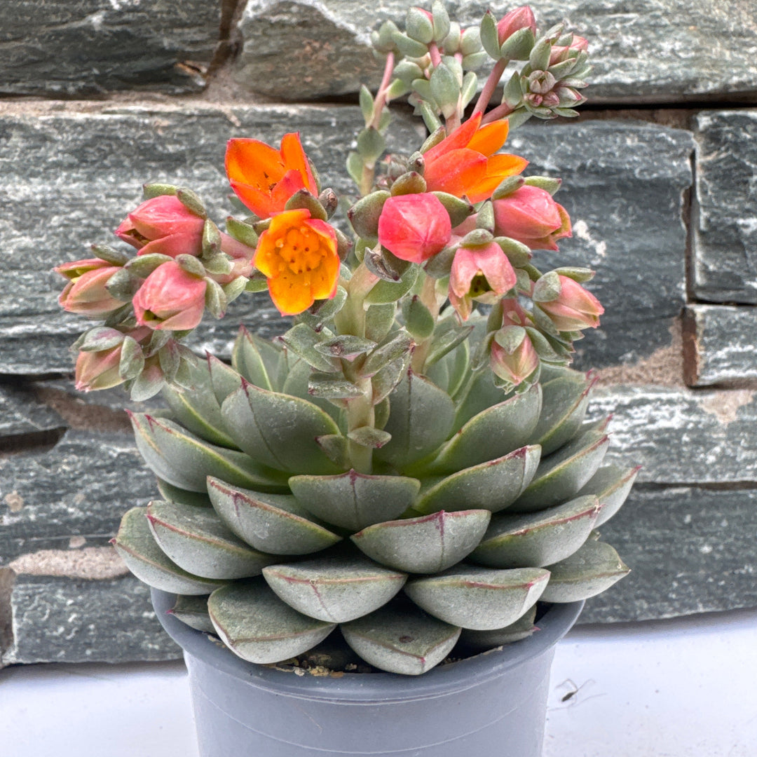 Echeveria Dondo