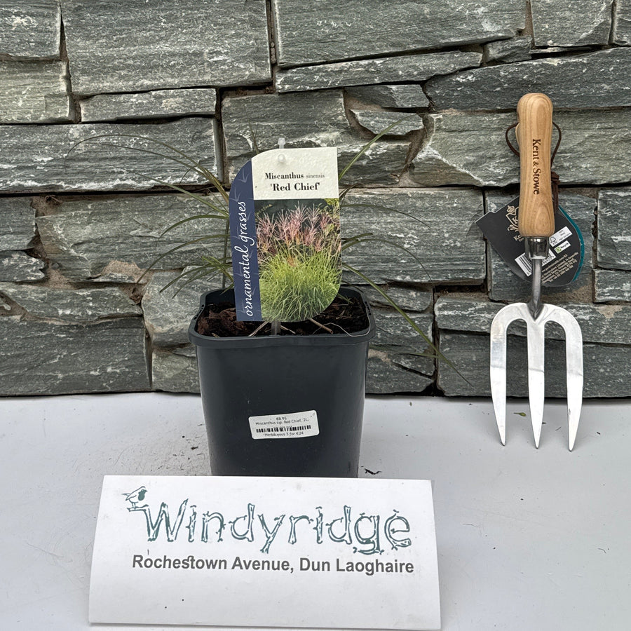 Miscanthus sin. Red Chief  2L, square pot