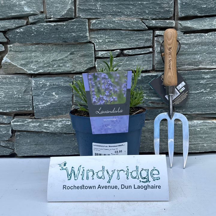 LAVANDULA an. Munstead WN
