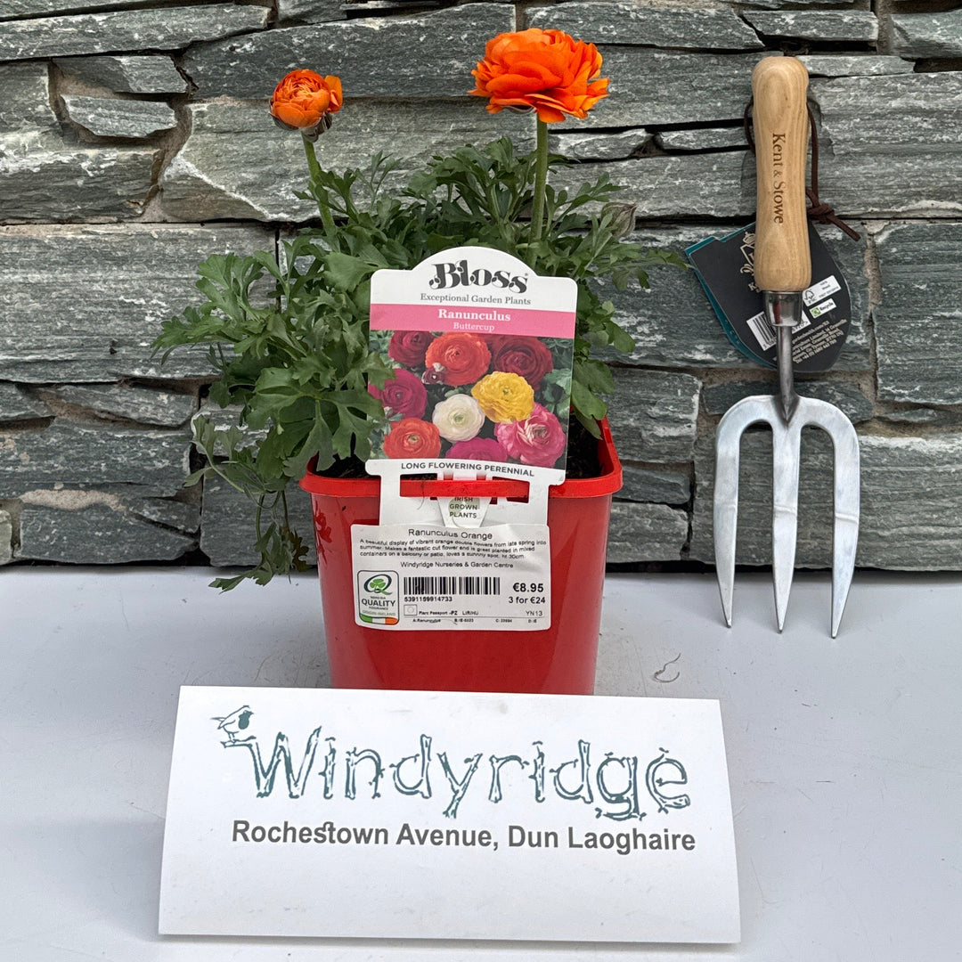 Ranunculus Orange - Herbaceous - Windyridge Garden Centre