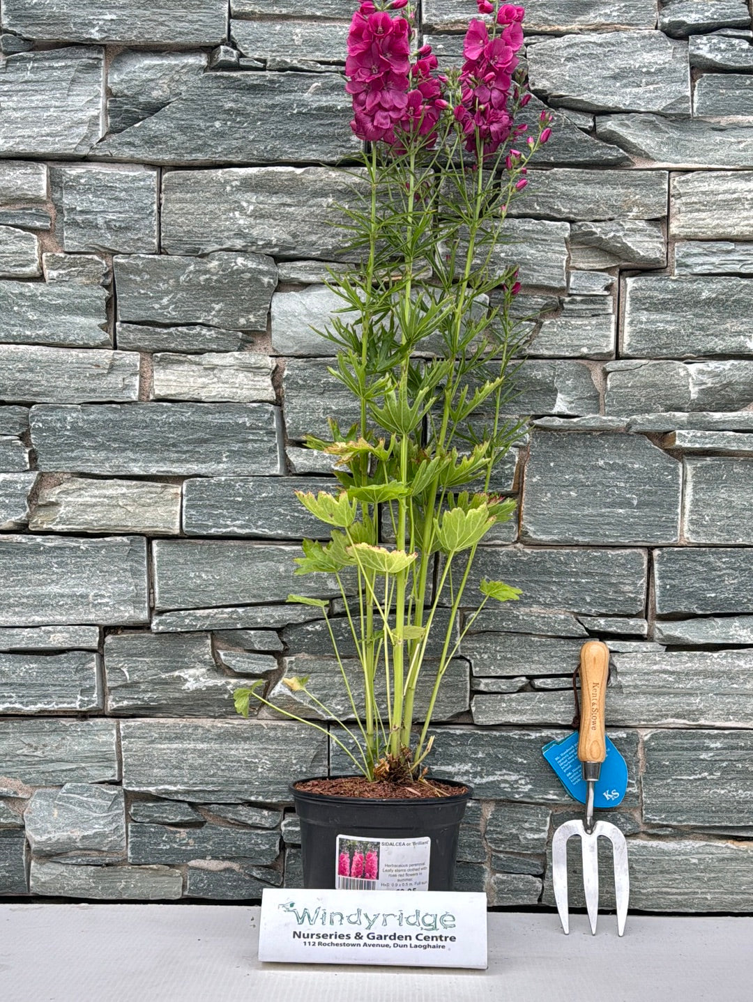 SIDALCEA or. Brilliant
