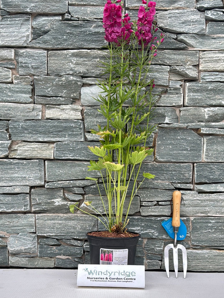 SIDALCEA or. Brilliant