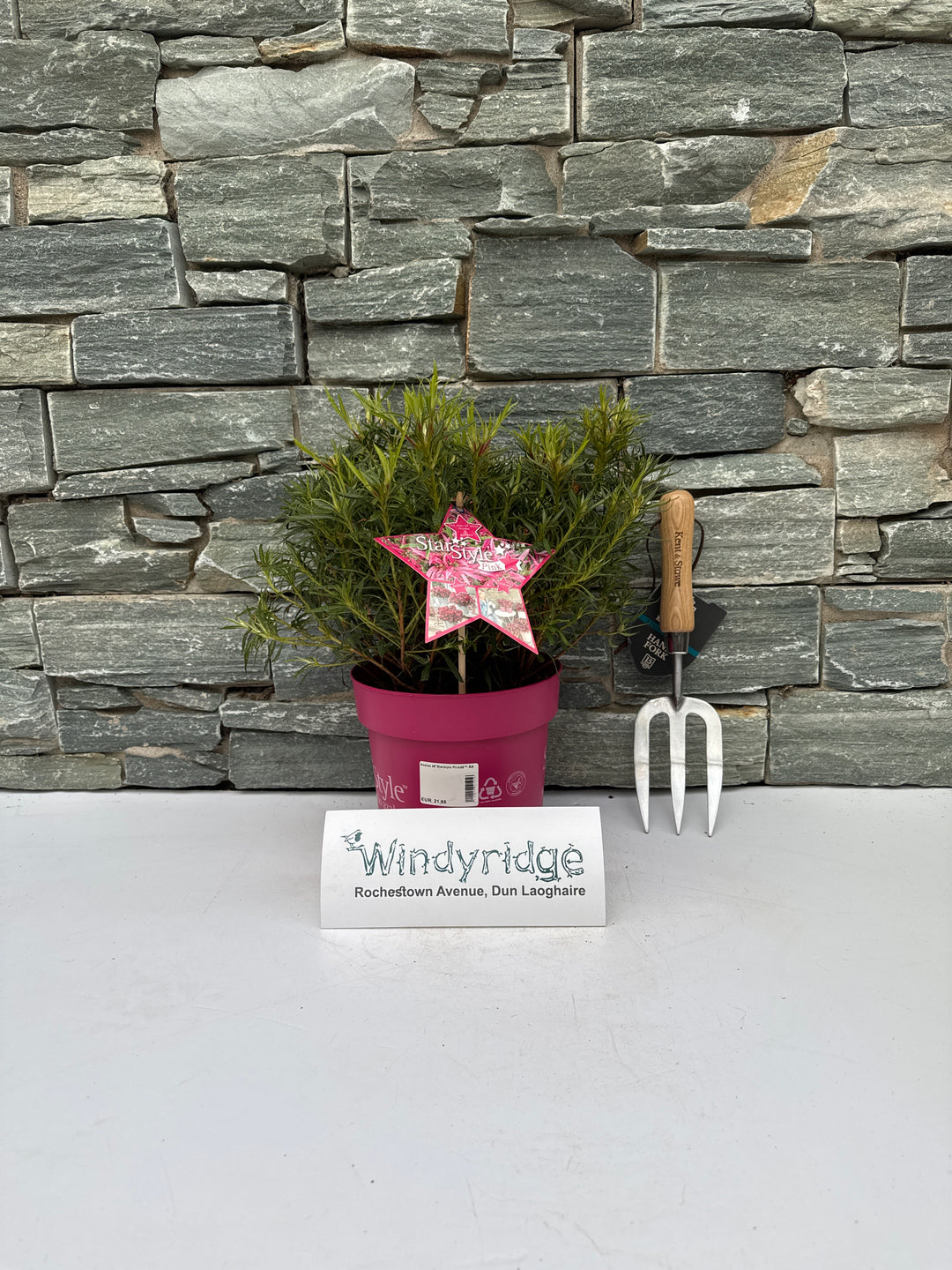 Azalea Starstyle Pink