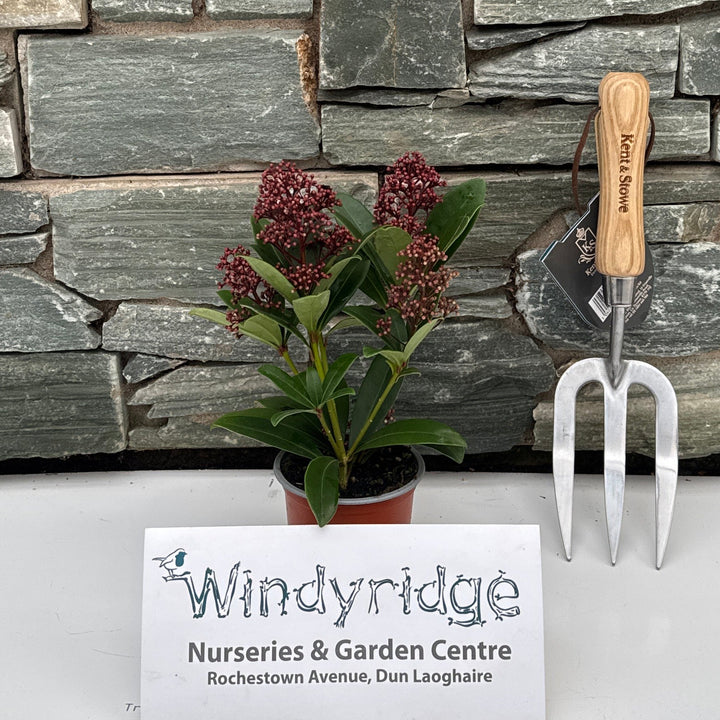 Skimmia jap. Rubella P9