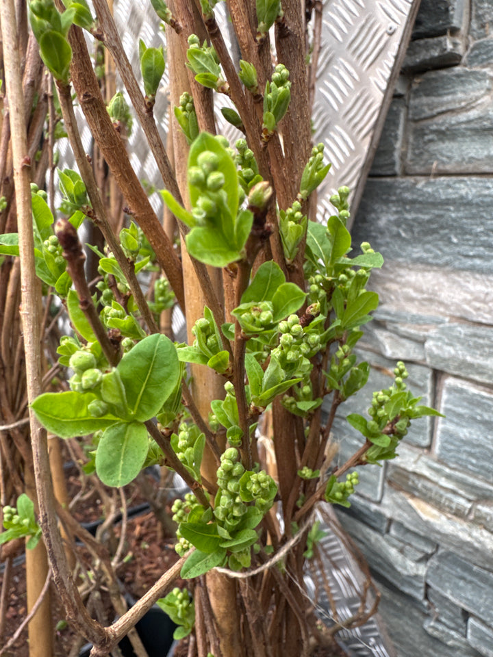 Exochorda macr. The Bride