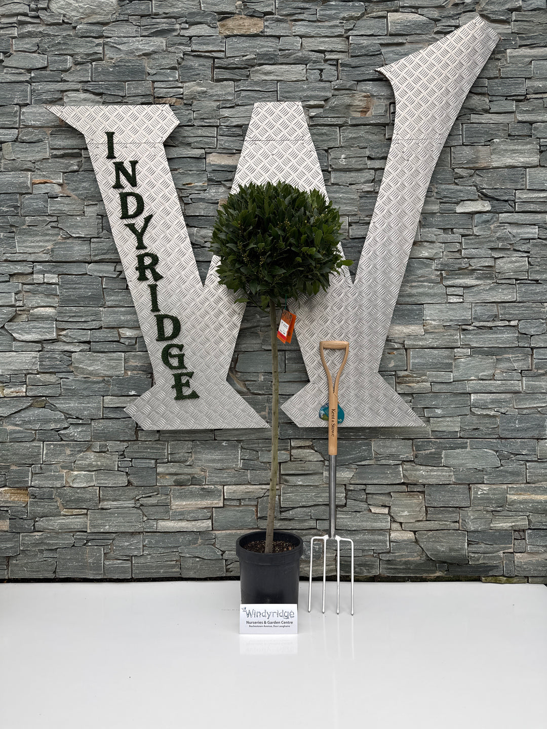 Bay Standard 4/4 Stem Crown 50/55 Pot 25cm