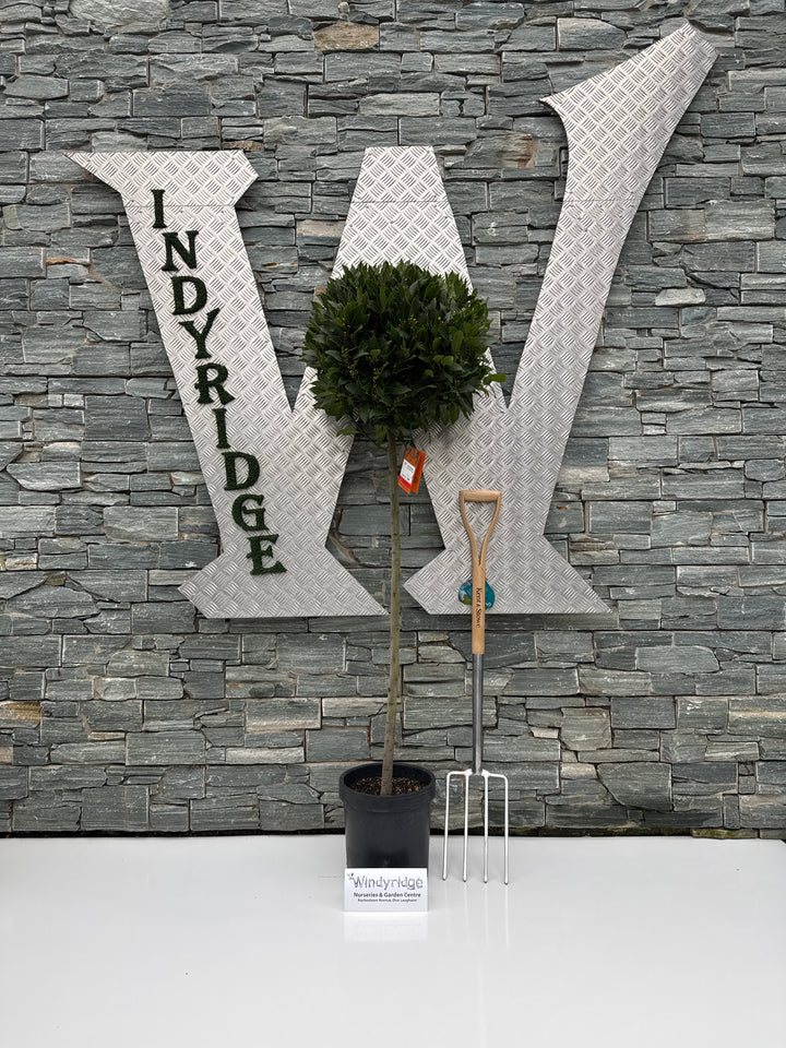 Bay Standard 4/4 Stem Crown 50/55 Pot 25cm