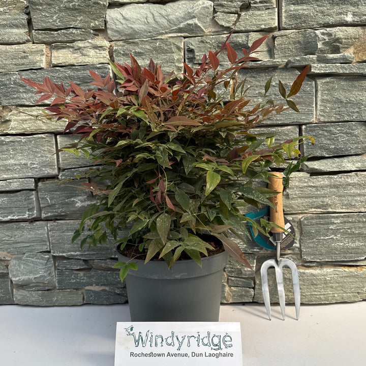 Nandina dom. Obsessed