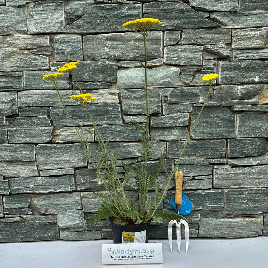 Achillea Coronation Gold - Herbaceous - Windyridge Garden Centre