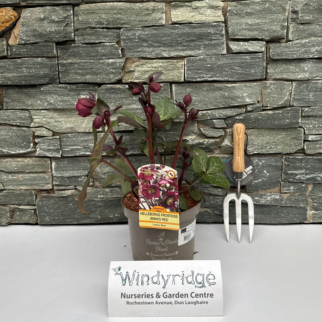 Small potted plant with a trowel against a stone wall, branded 'Windsor Garden Centre'.