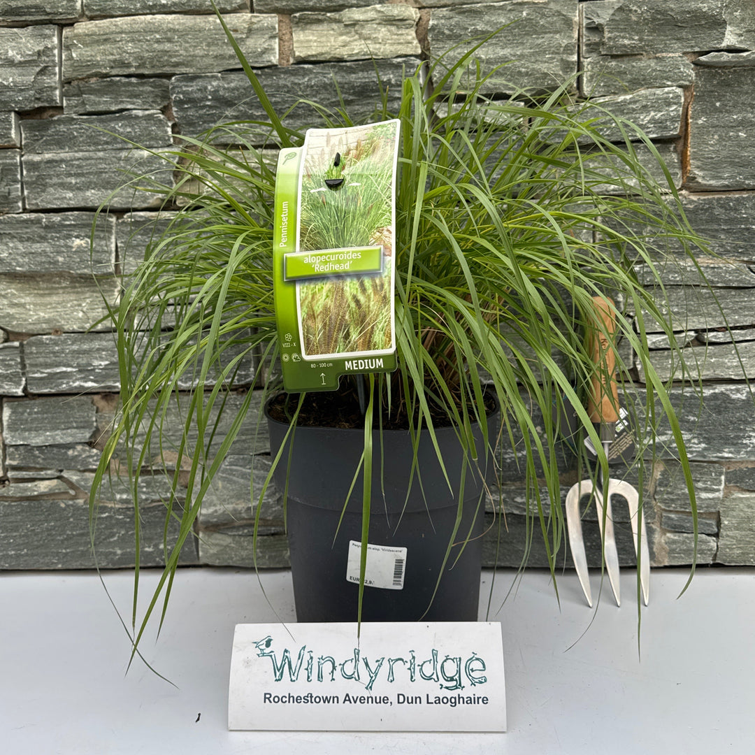 Pennisetum alop. Viridescens