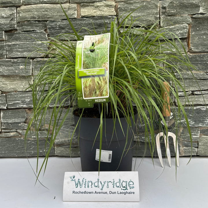 Pennisetum alop. Viridescens
