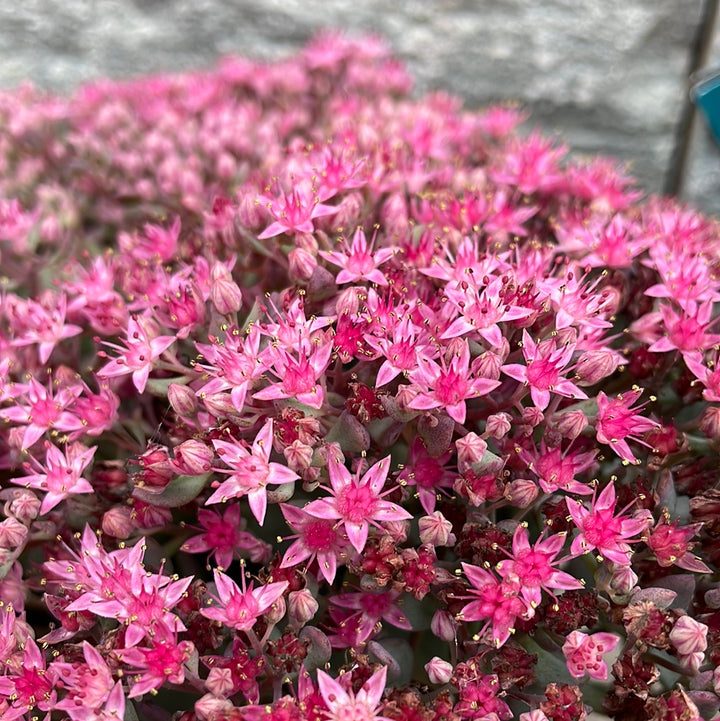 Sedum cauticola Lidakense  1.5 Ltr pot