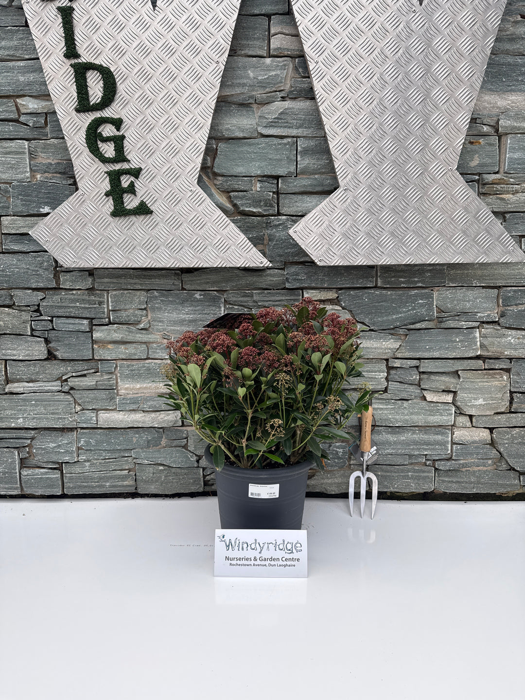 Skimmia jap. Antarctica  12 Ltr pot