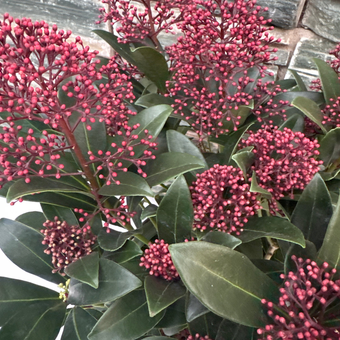 Close-up of a plant with pink berries and green leaves on a stone surface.