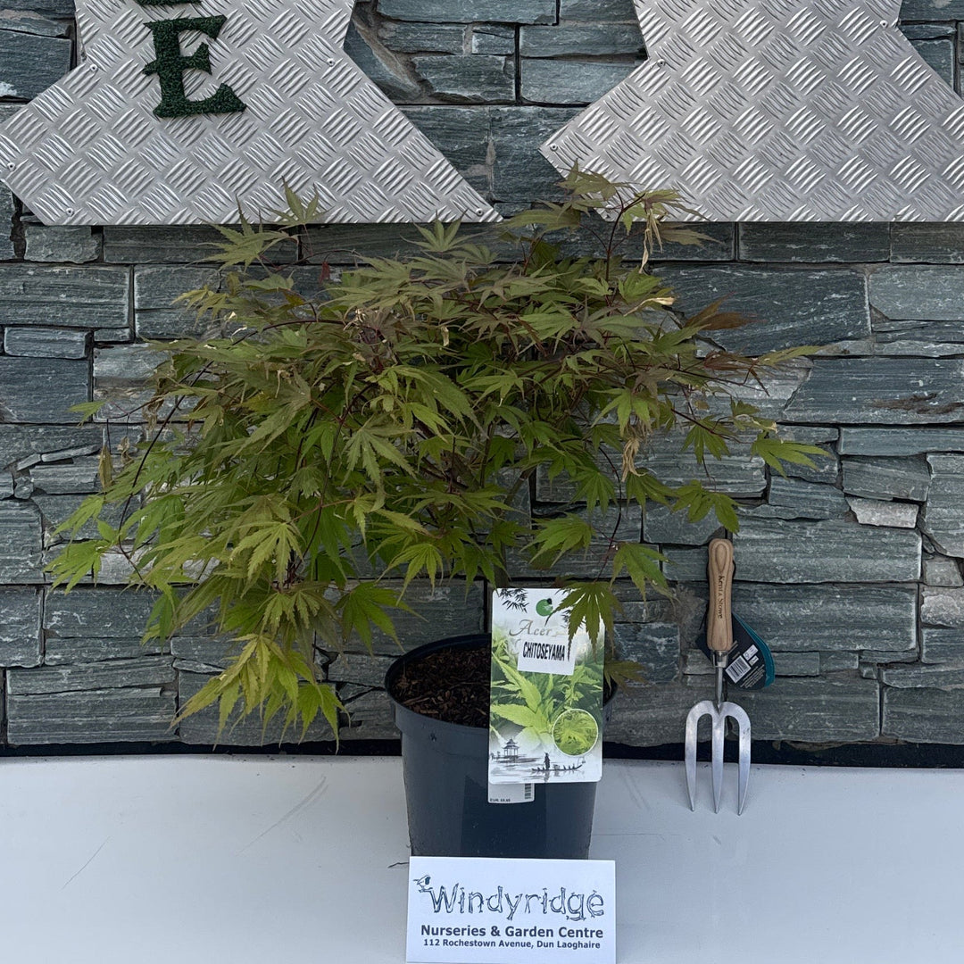 Acer pal. 'Chitoseyama' - Trees - Windyridge Garden Centre