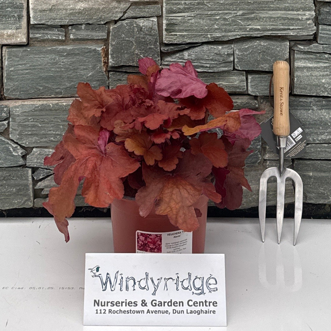 HEUCHERA 'Fire Alarm' 3L