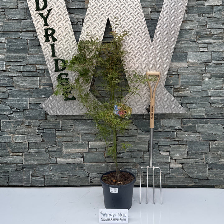 Acer pal. Linearilobum 80-100 cm Deco 15L. bush