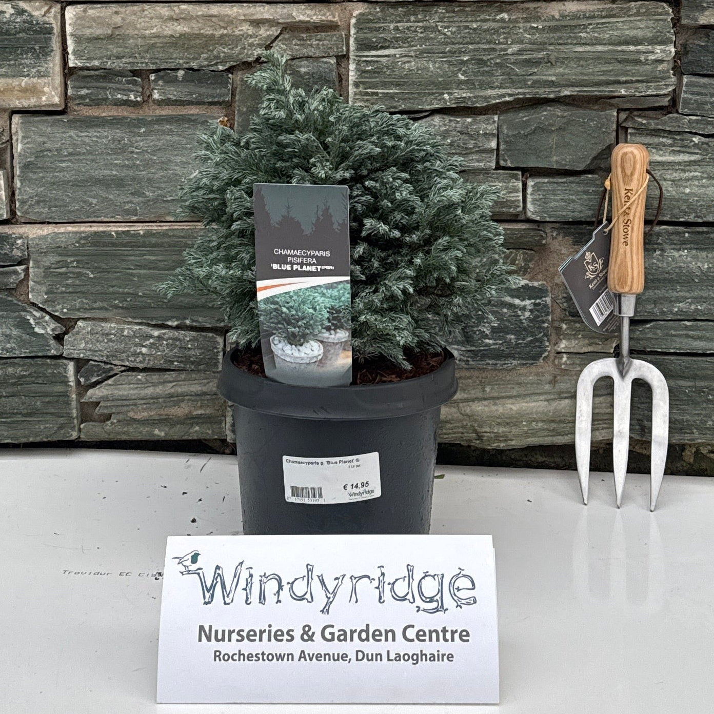 Chamaecyparis p. Blue Planet 3 Ltr pot – Windyridge Garden Centre
