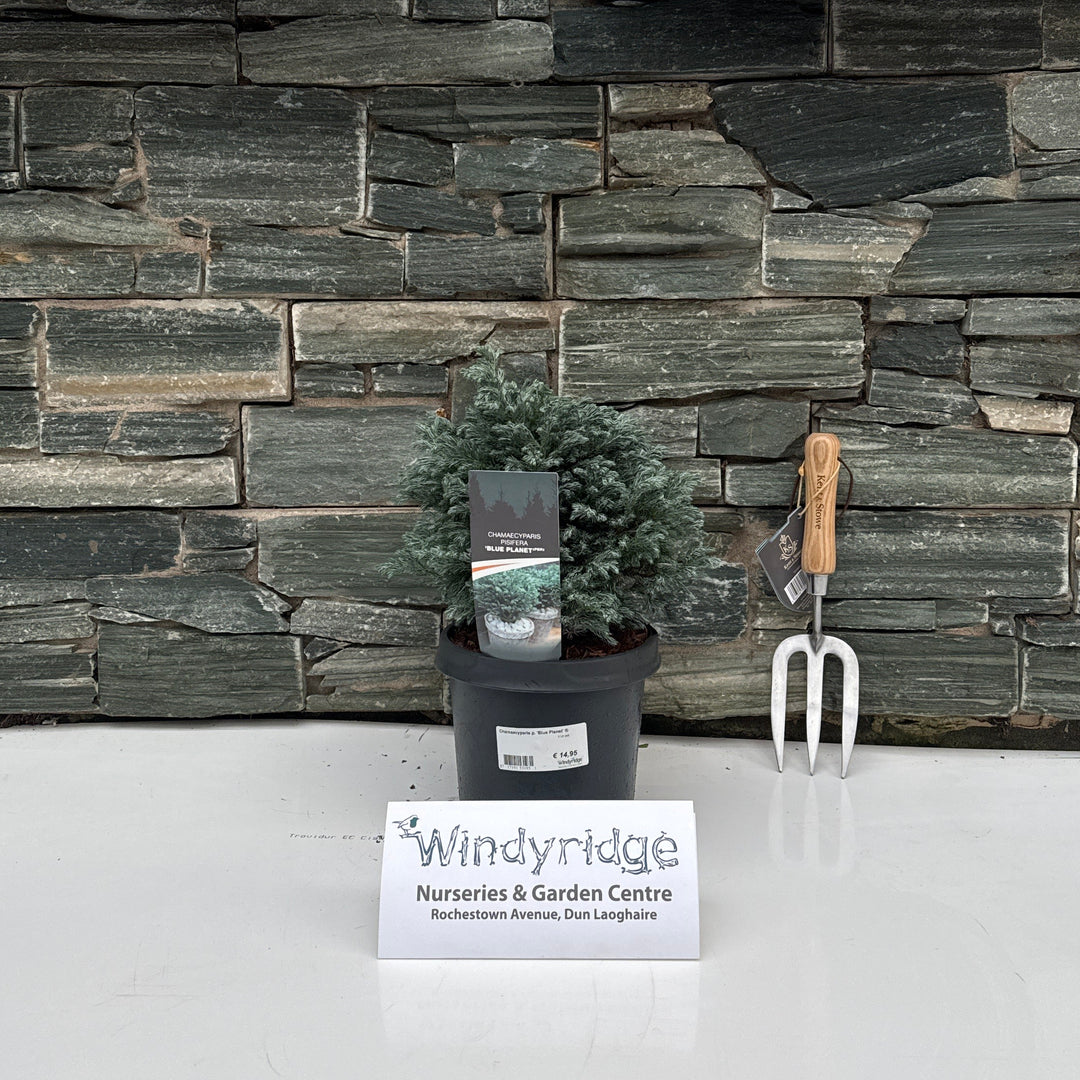 Chamaecyparis p. Blue Planet   3 Ltr pot
