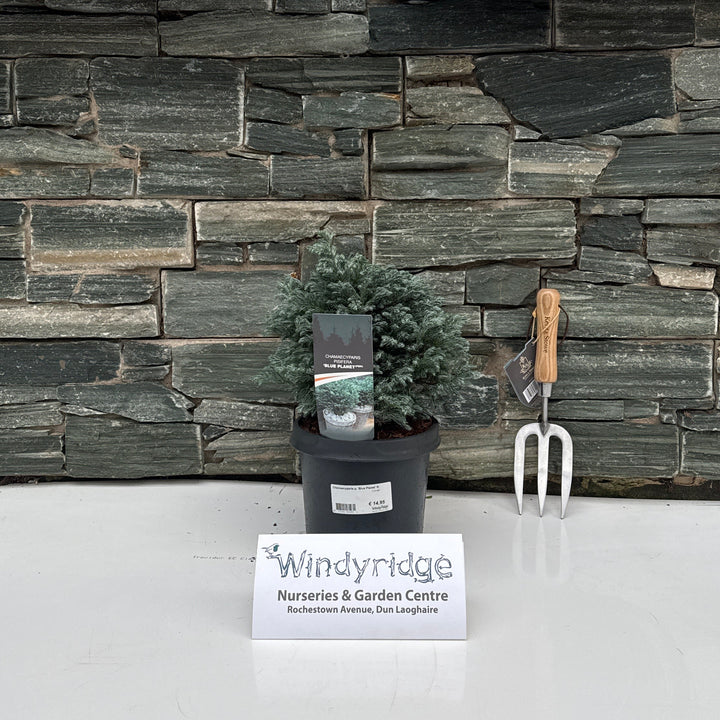 Chamaecyparis p. Blue Planet   3 Ltr pot
