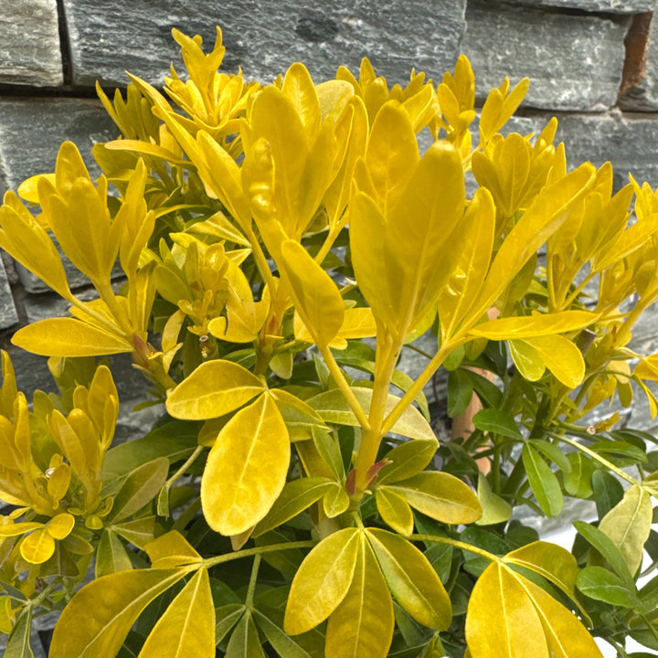 Choisya ternata Sundance 5L