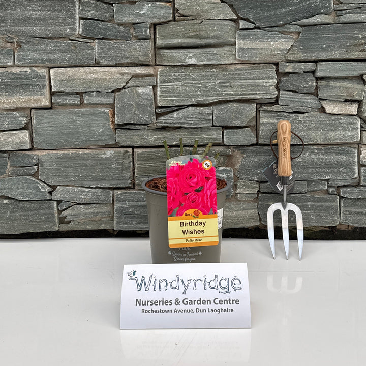 ROSA BIRTHDAY WISHES