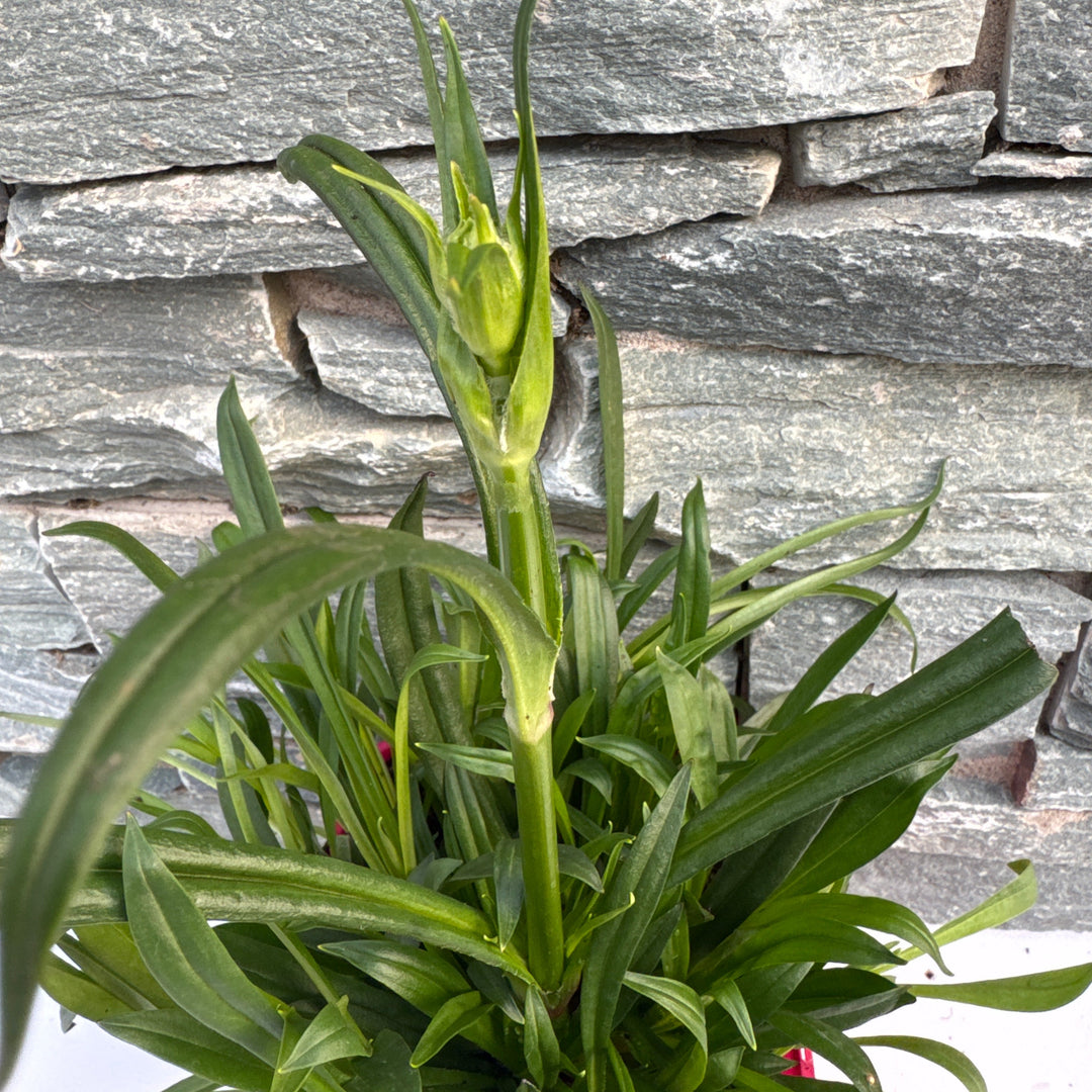 Lychnis viscaria Splendens
