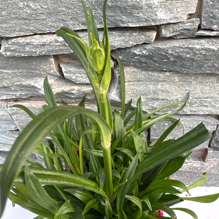 Lychnis viscaria Splendens