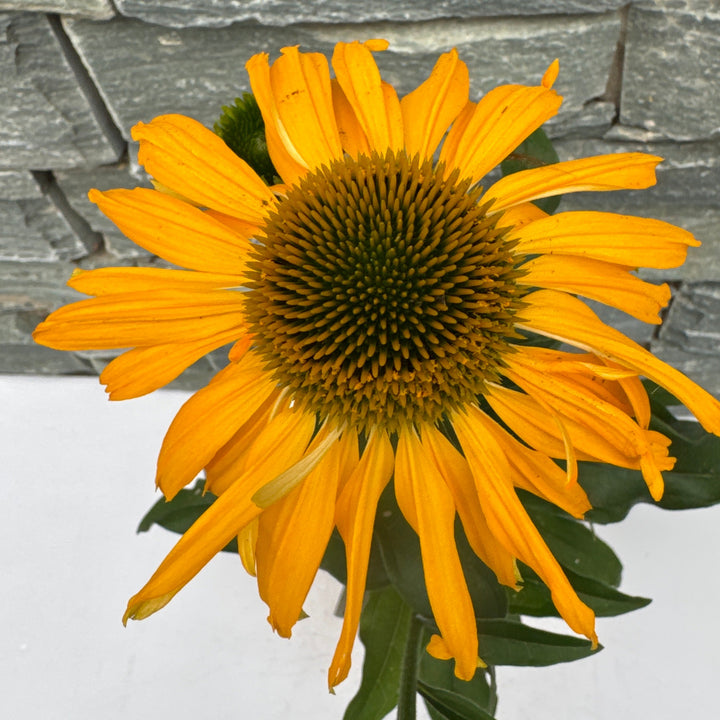 Echinacea SunSeekers Yellow