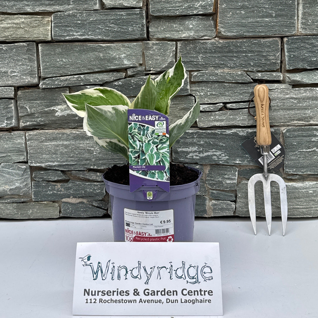 Hosta Minute Man