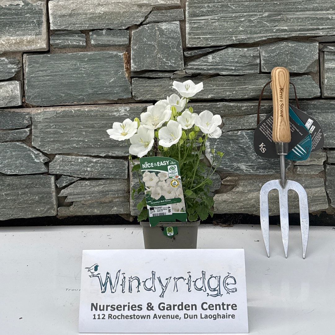 Campanula carp. 'Weisse Clips'