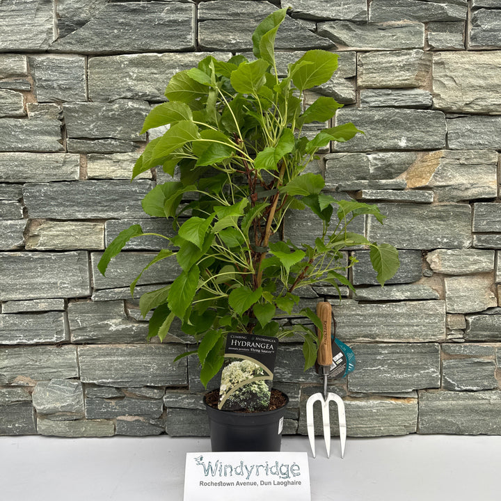 Hydrangea petiolaris mix P17