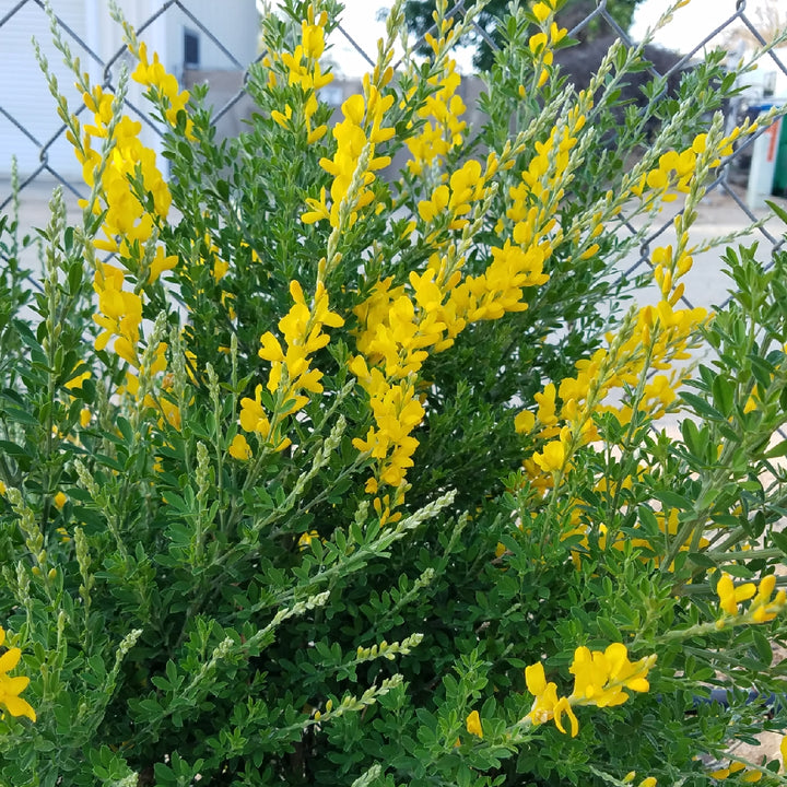 CYTISUS racemosa    5L