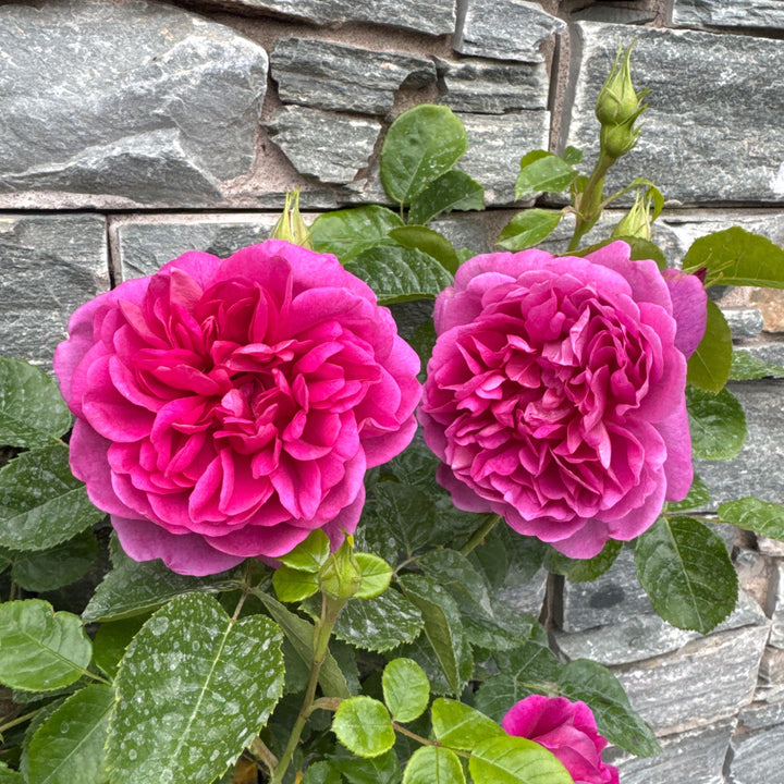 Rosa Princess Anne