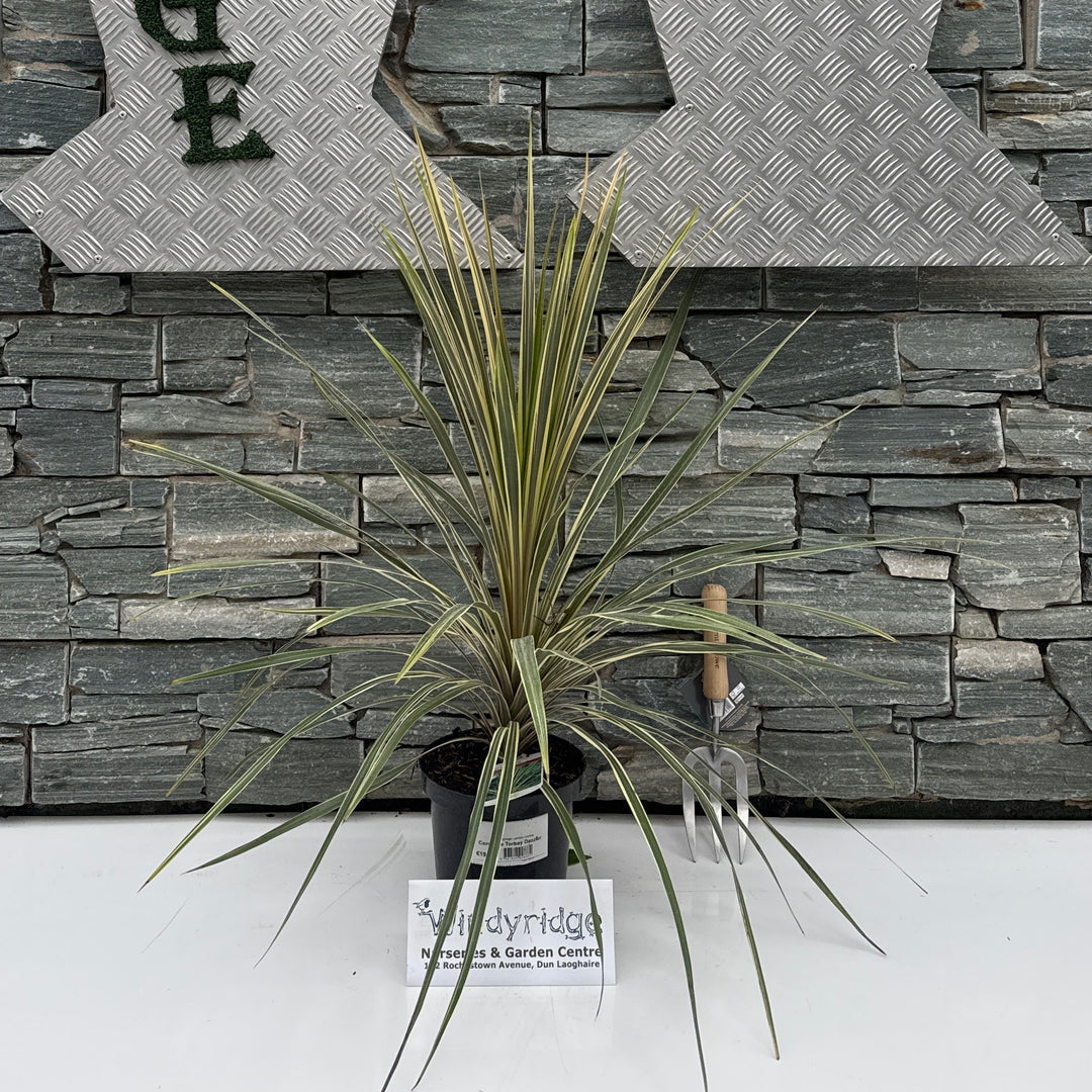 Cordyline Torbay Dazzler 3L