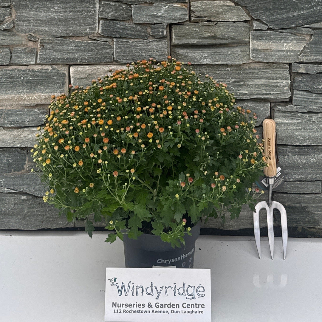 Chrysanthemum  'Jasoda White' Dia 40/45 cm