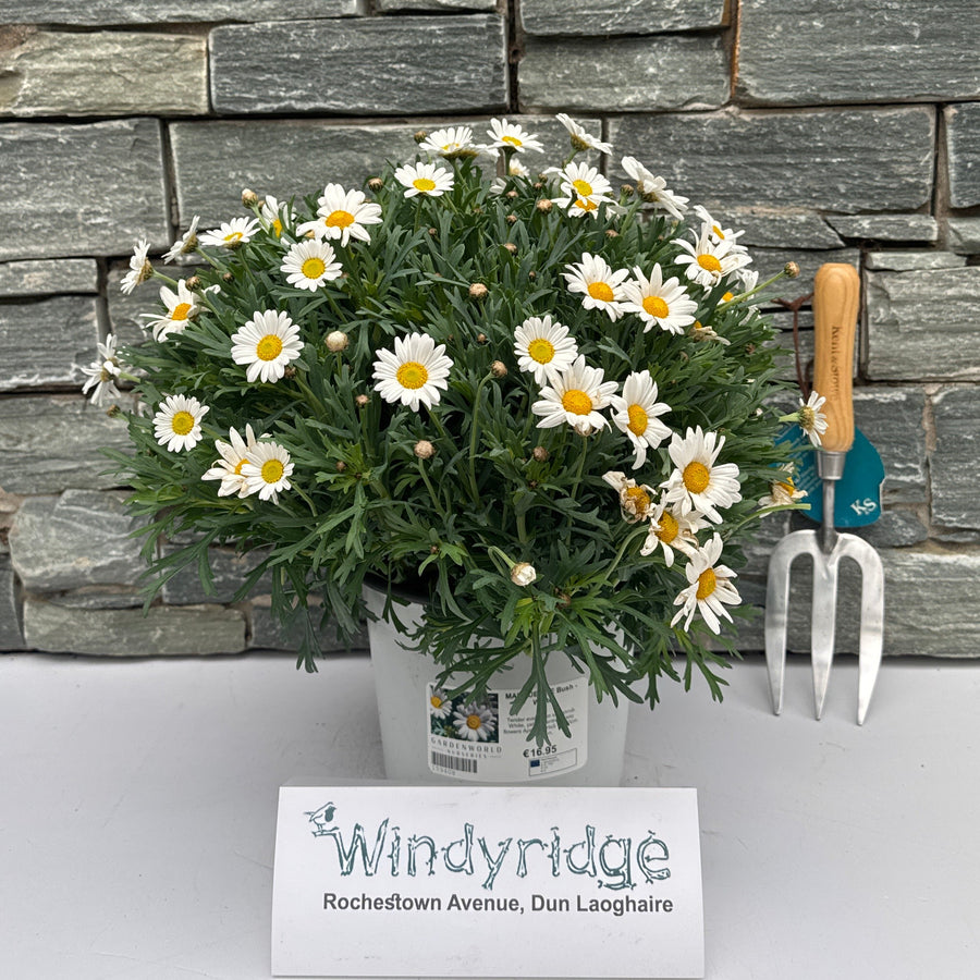 Marguerite 'White' - Shrubs - Windyridge Garden Centre