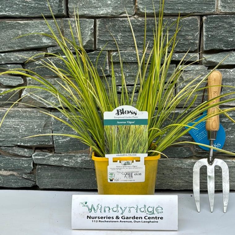 Acorus Gramineus Ogon - Herbaceous - Windyridge Garden Centre