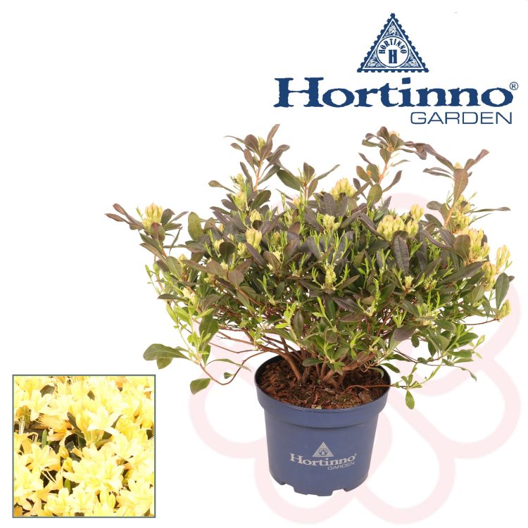 Rhododendron Parfumollis yellow  3 Ltr pot