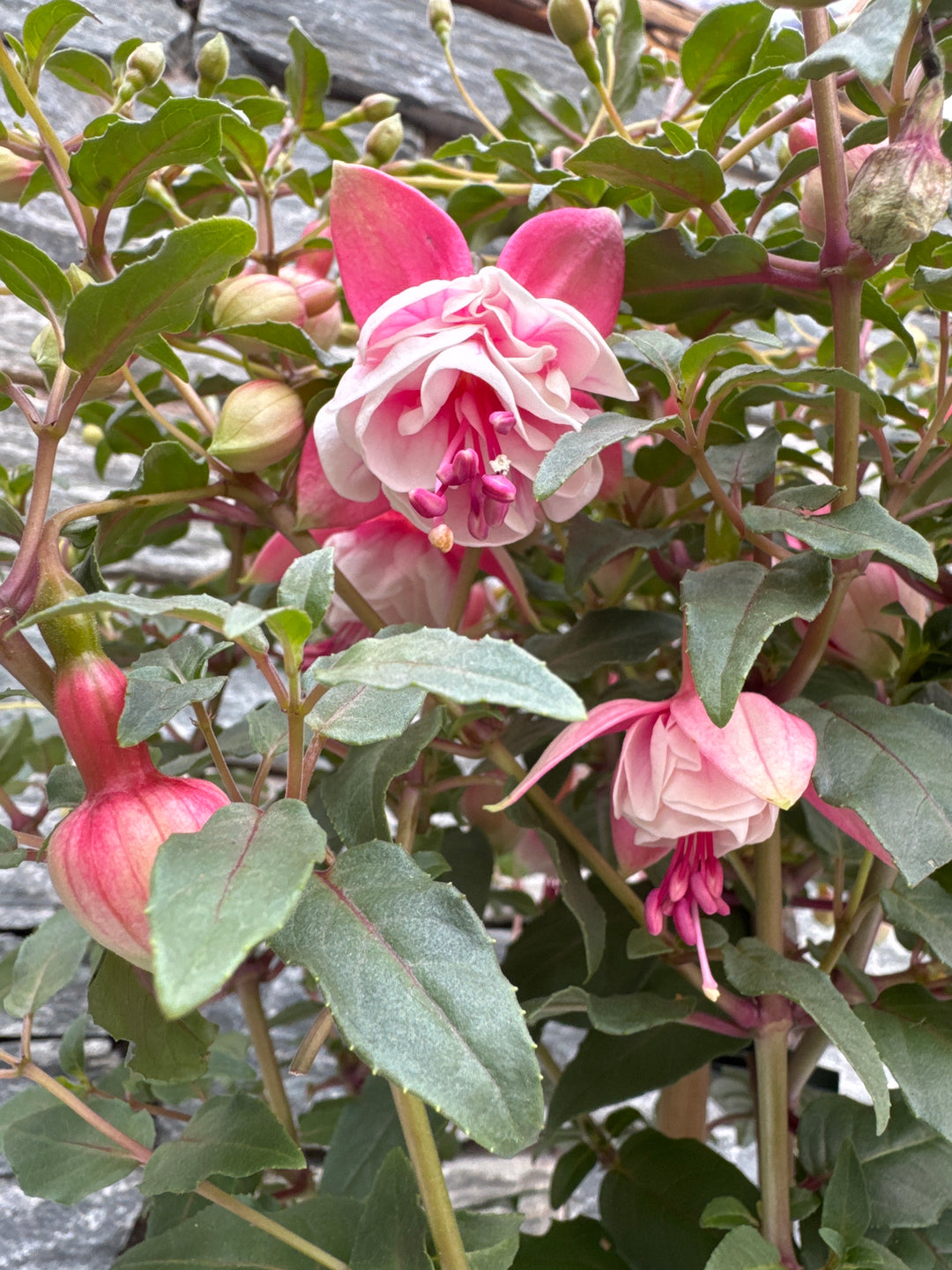 Fuchsia ... Grande XXL mixed tray (dubbelbloemig) on stem