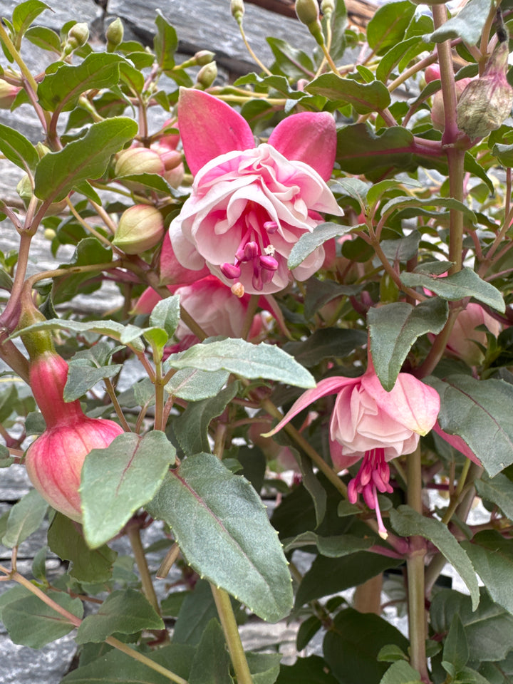 Fuchsia ... Grande XXL mixed tray (dubbelbloemig) on stem