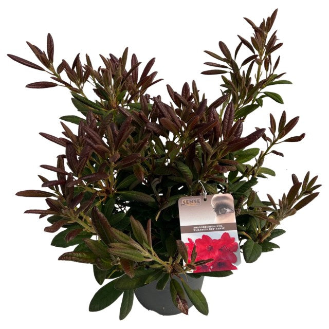 Rhododendron Elizab. Red Foliage  (5 Ltr pot)