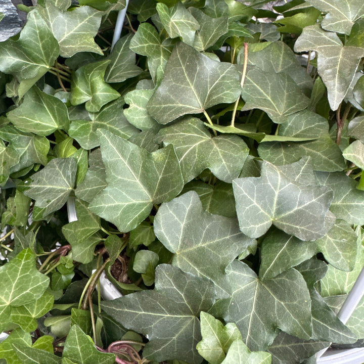 Hedera hel. Pittsburgh  P24 - hangpot