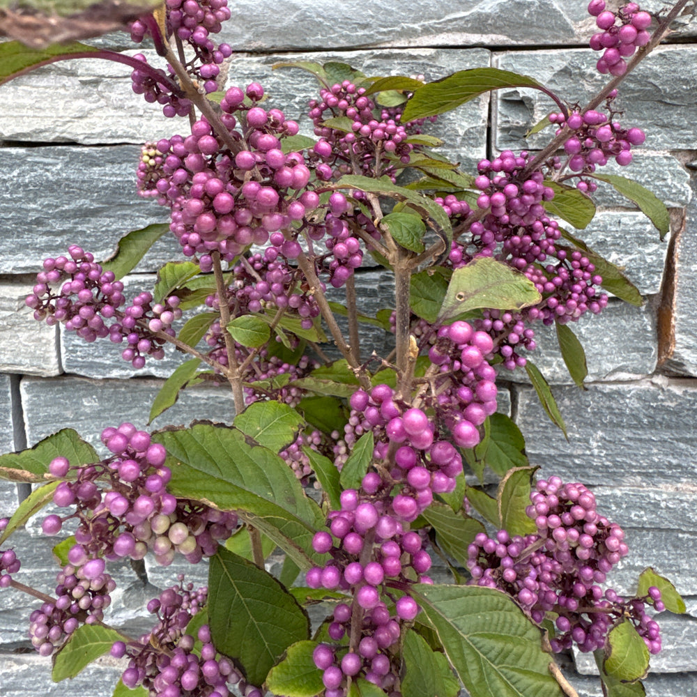 Callicarpa Bod. Profusion - Shrubs - Windyridge Garden Centre
