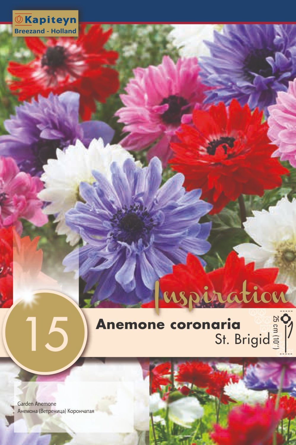 ANEMONE ST. BRIGID MIXED COLOURS X 15
