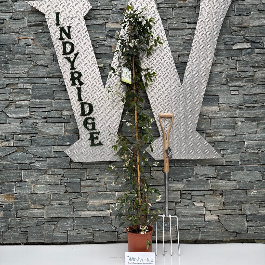 Trachelospermum jasminoides  150-175 CM C4 + CANE
