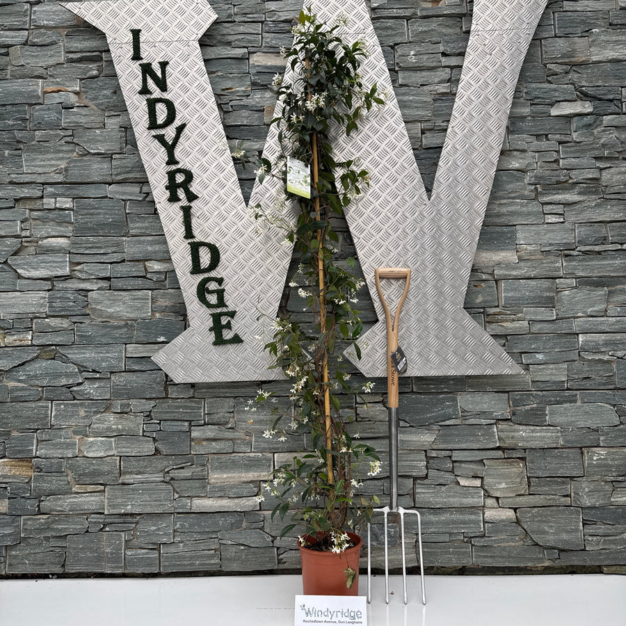 Trachelospermum Jasminoides 150-175 Cm C4 + Cane - Climbers - Windyridge Garden Centre